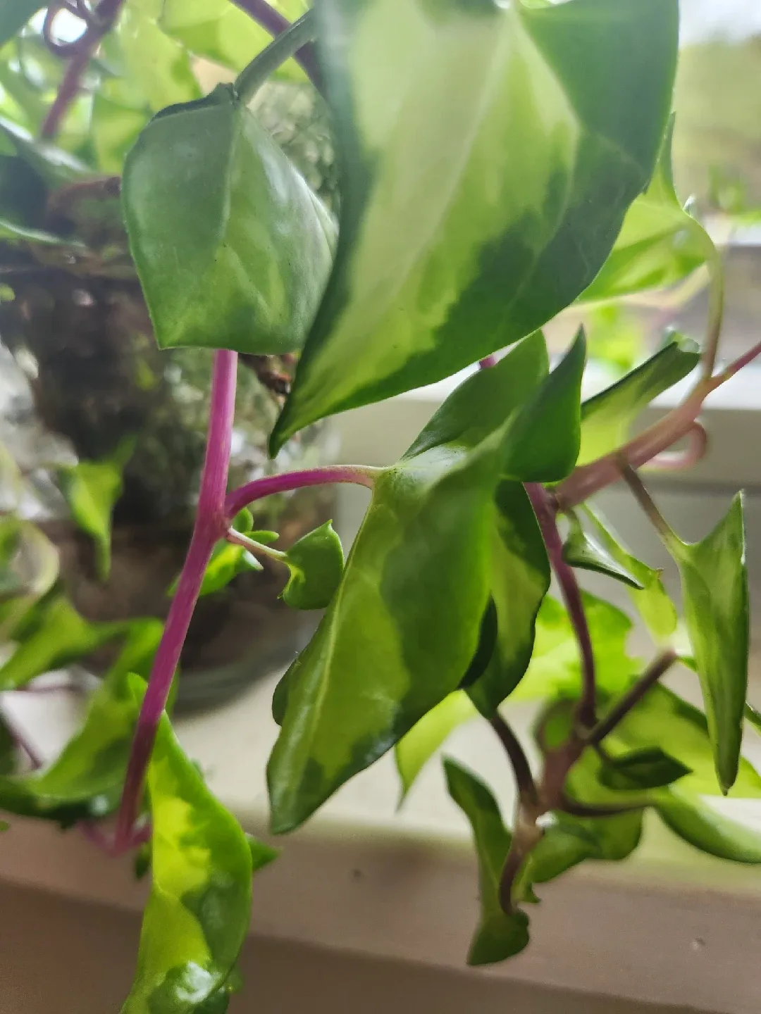 🌿 Ivy Plant image indicator(2)