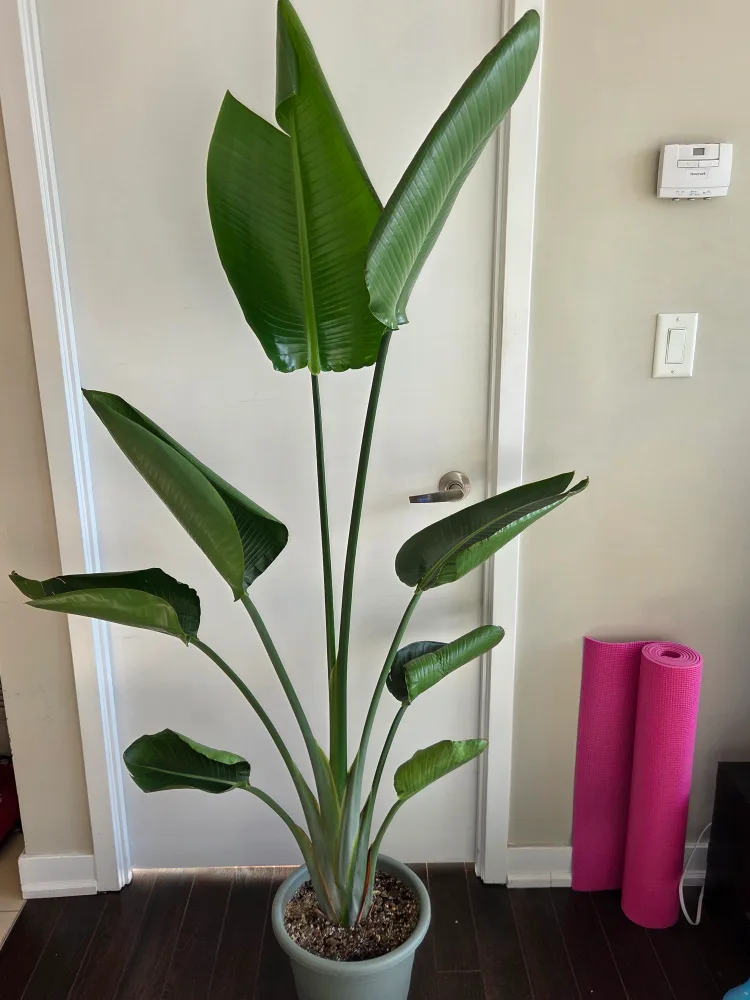 Large Bird of Paradise White Nicolai Plant thumbnail
