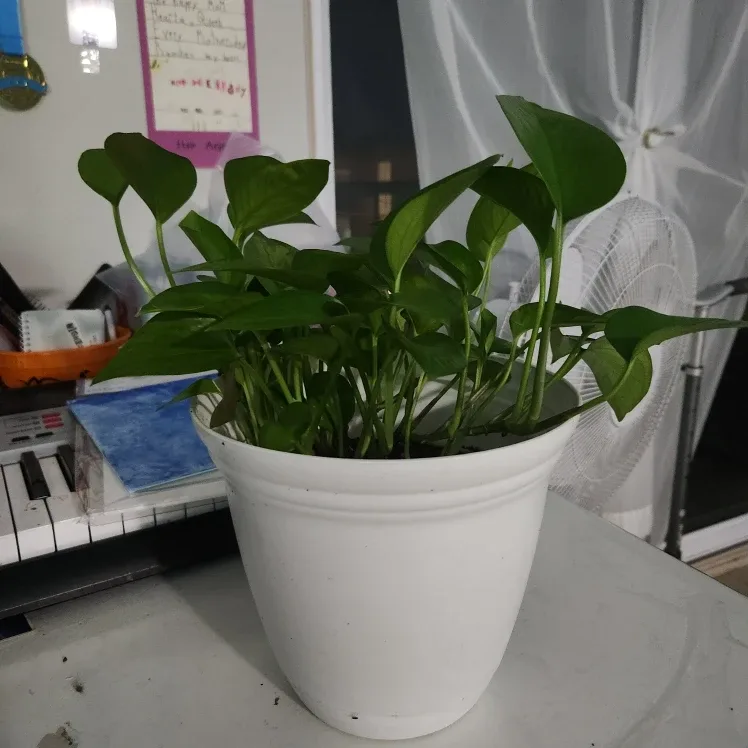 Potted Golden Pothos Plant image indicator(2)