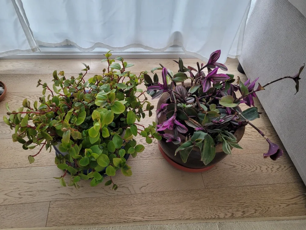 Two beautiful big potted plants- moving sale image indicator(2)