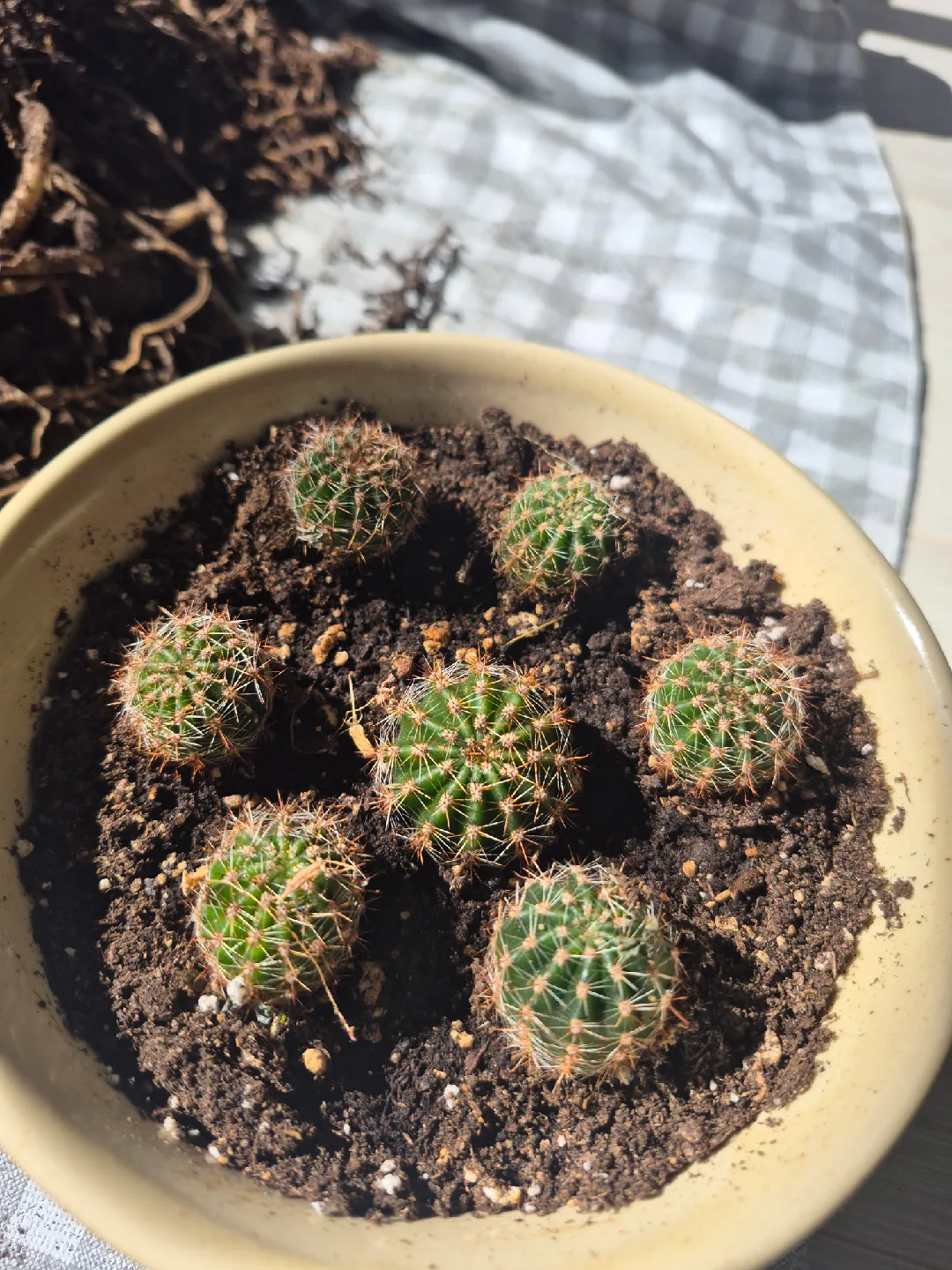 Small Cactus Plants in Pot thumbnail