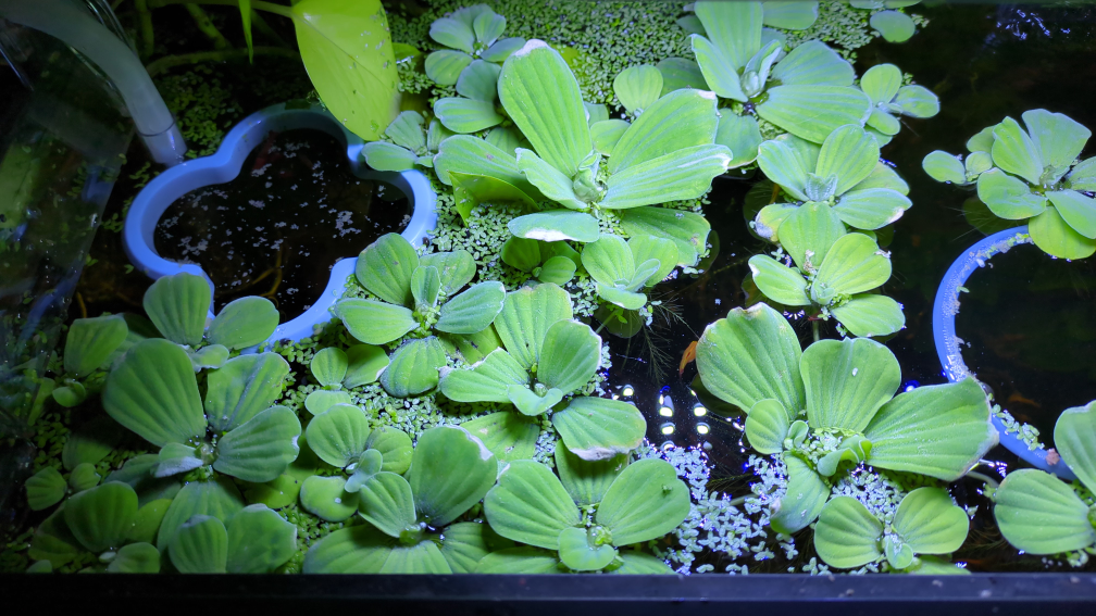 Water lettuce for aquarium :)