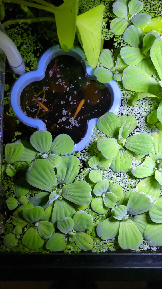 Water lettuce for aquarium :) image indicator(2)