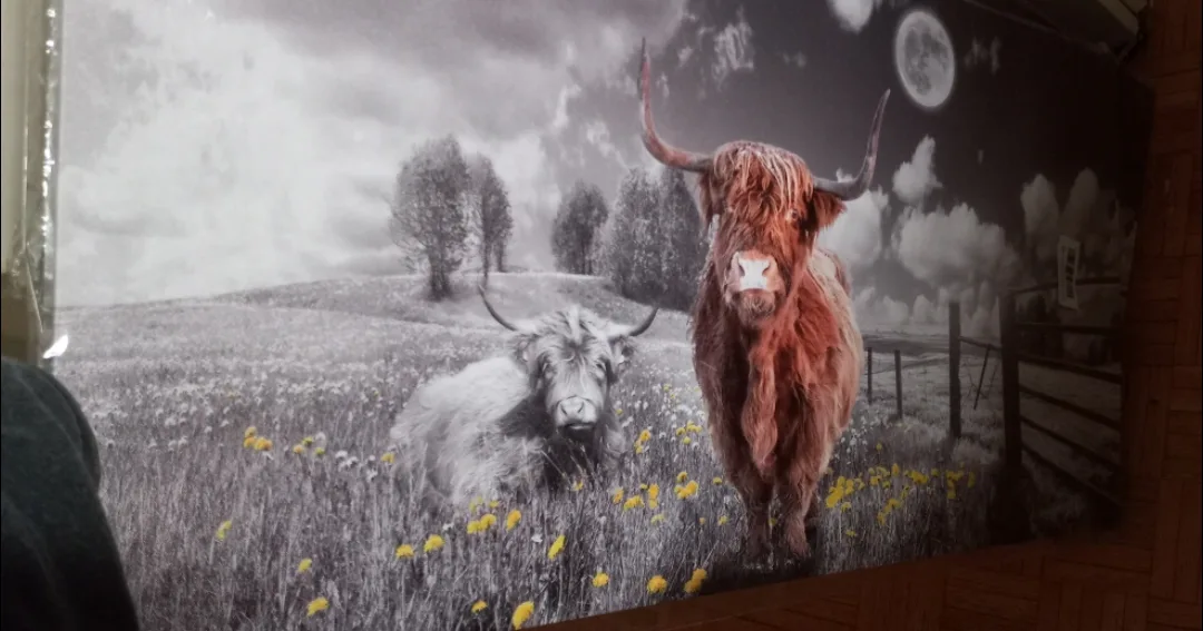 Highland Cow Canvas Wall Art thumbnail