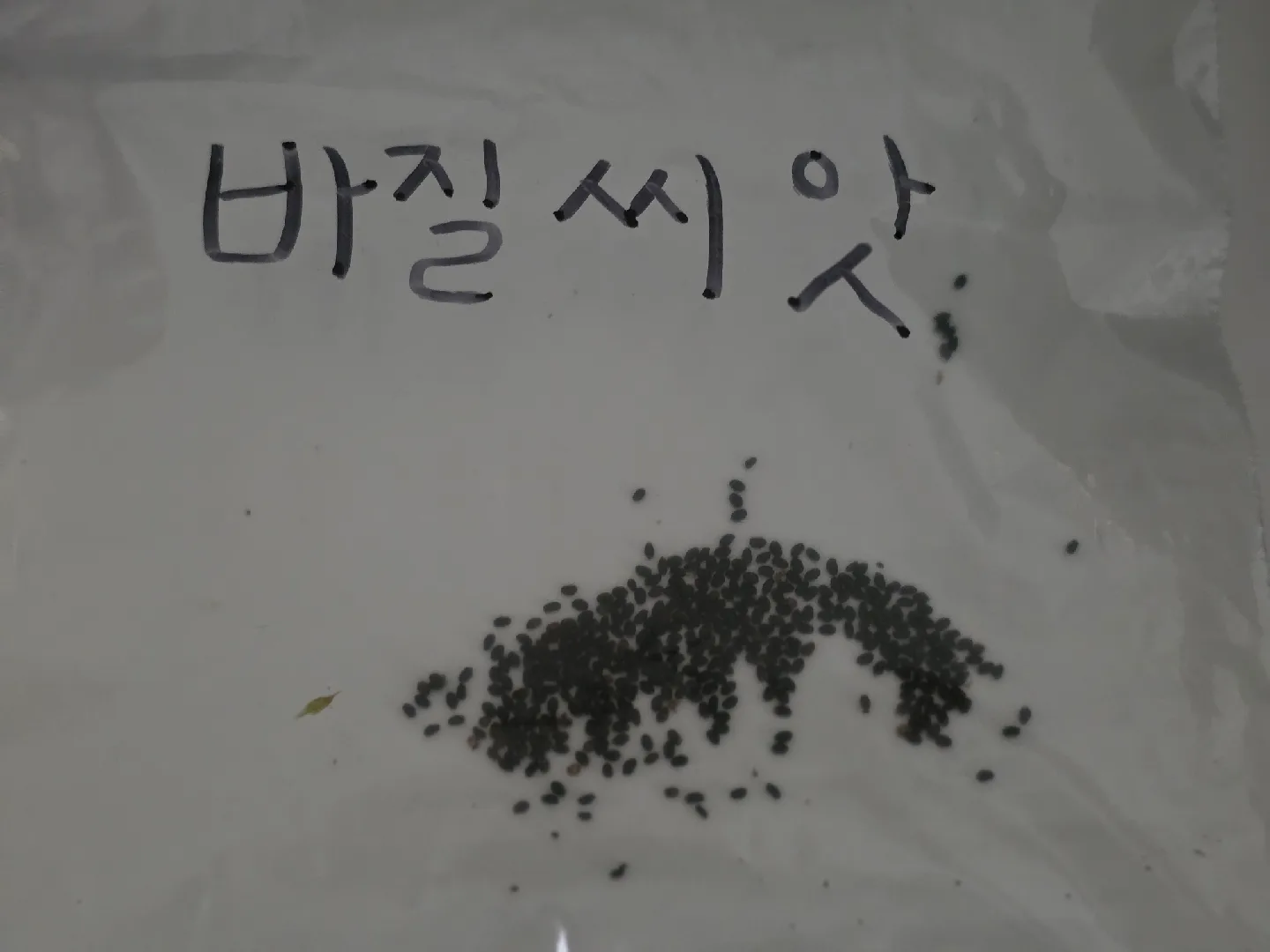 Basil plant / Seeds / cuttings image indicator(2)