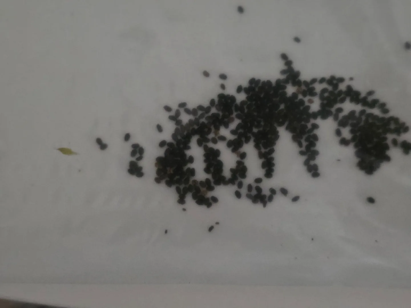 Basil plant / Seeds / cuttings image indicator(3)