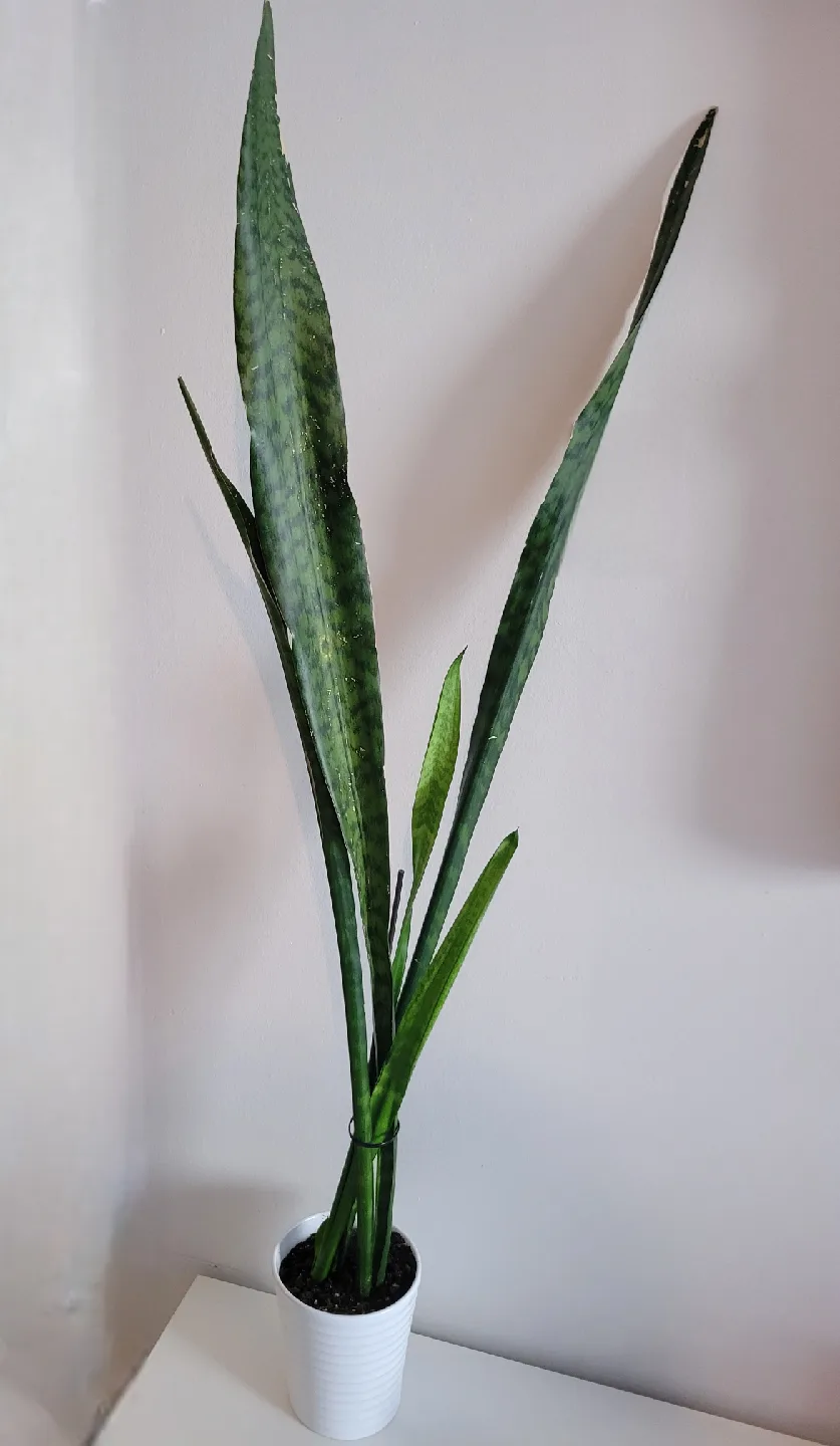 Snake Plant in White Pot  - 3.6Ft Tall thumbnail