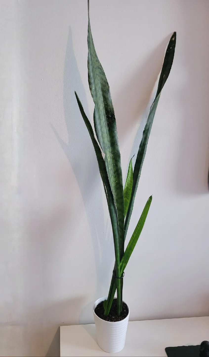 Snake Plant in White Pot  - 3.6Ft Tall image indicator(5)