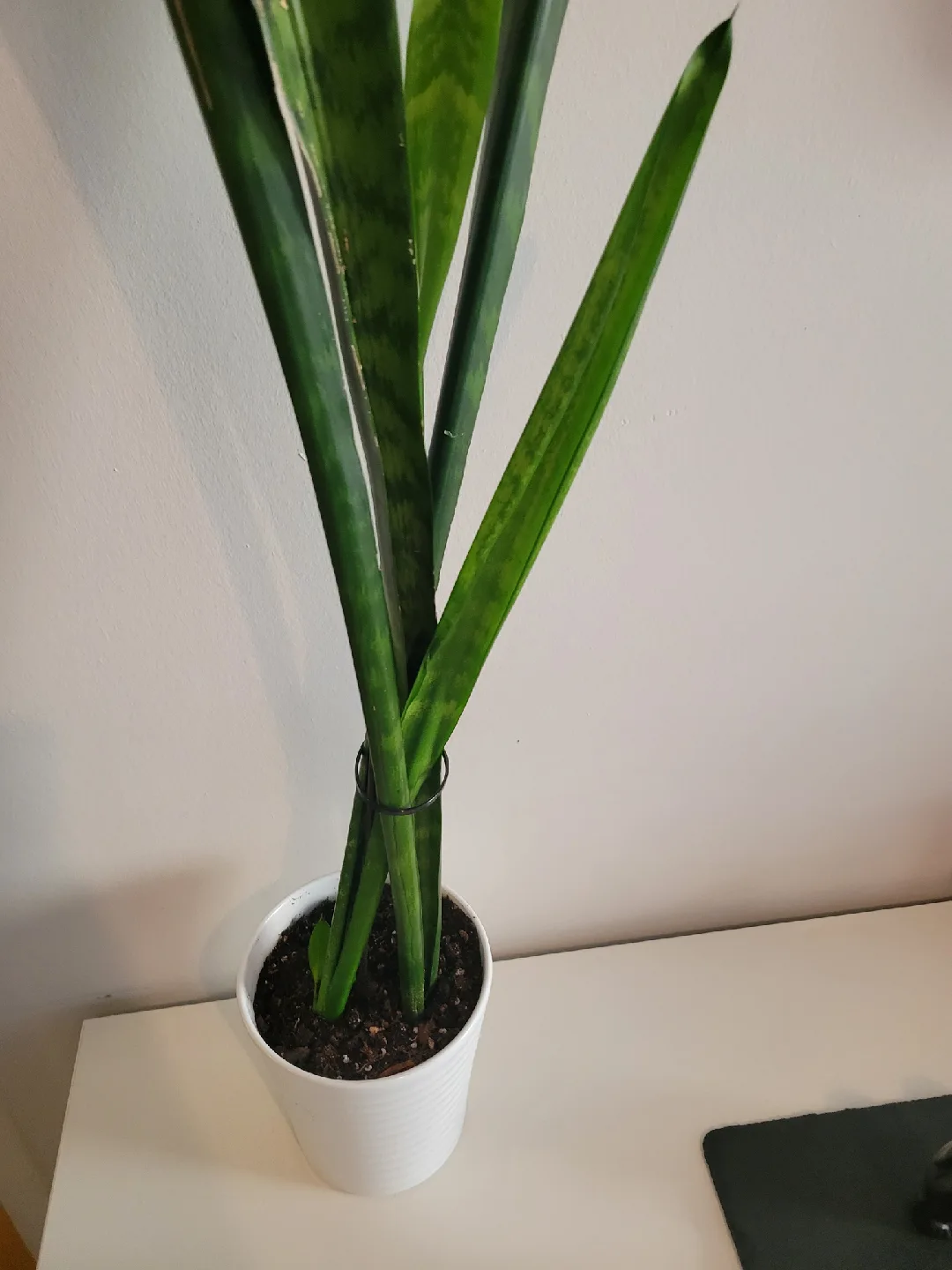 Snake Plant in White Pot  - 3.6Ft Tall image indicator(6)