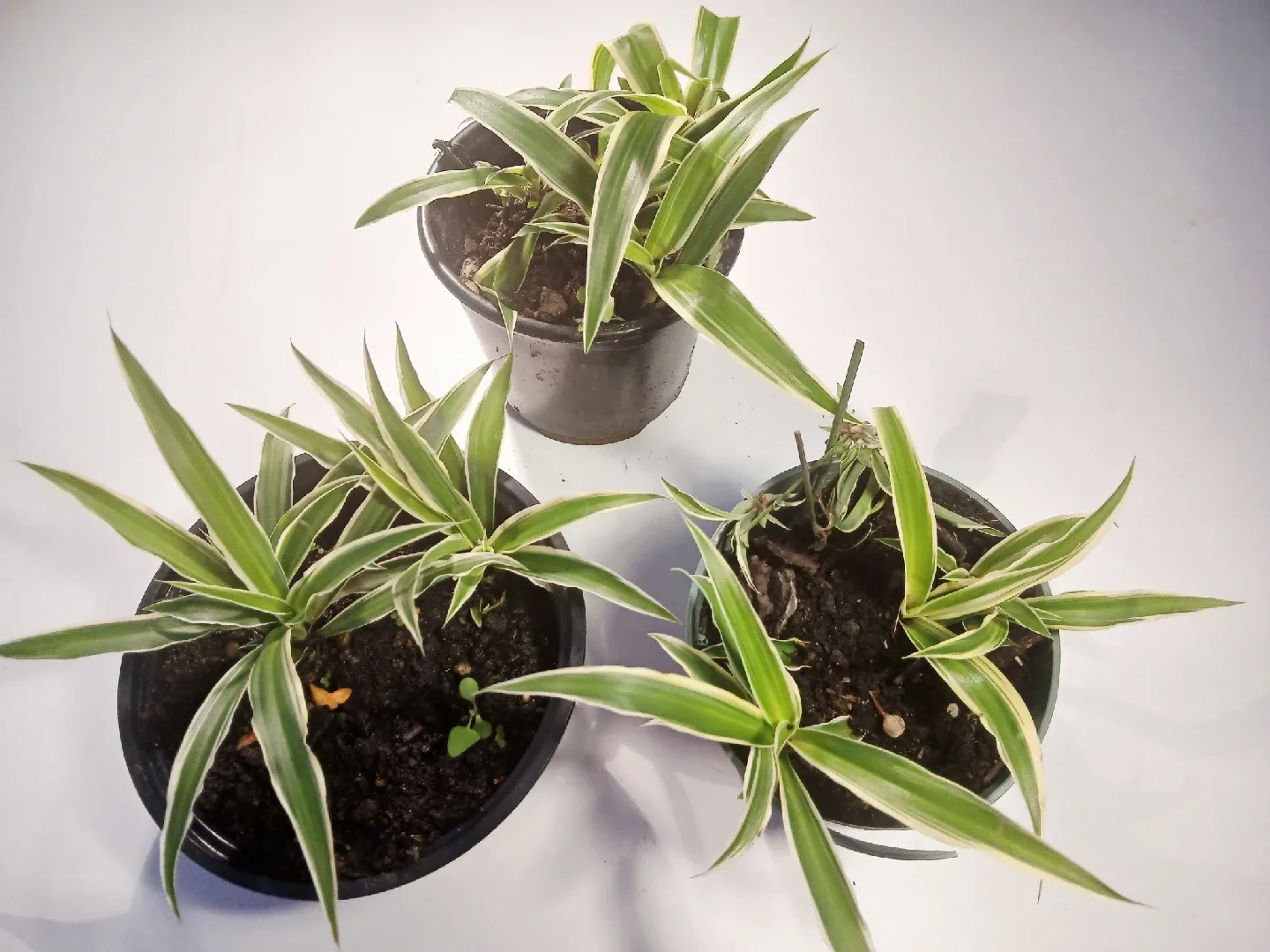 comment article thumbnail