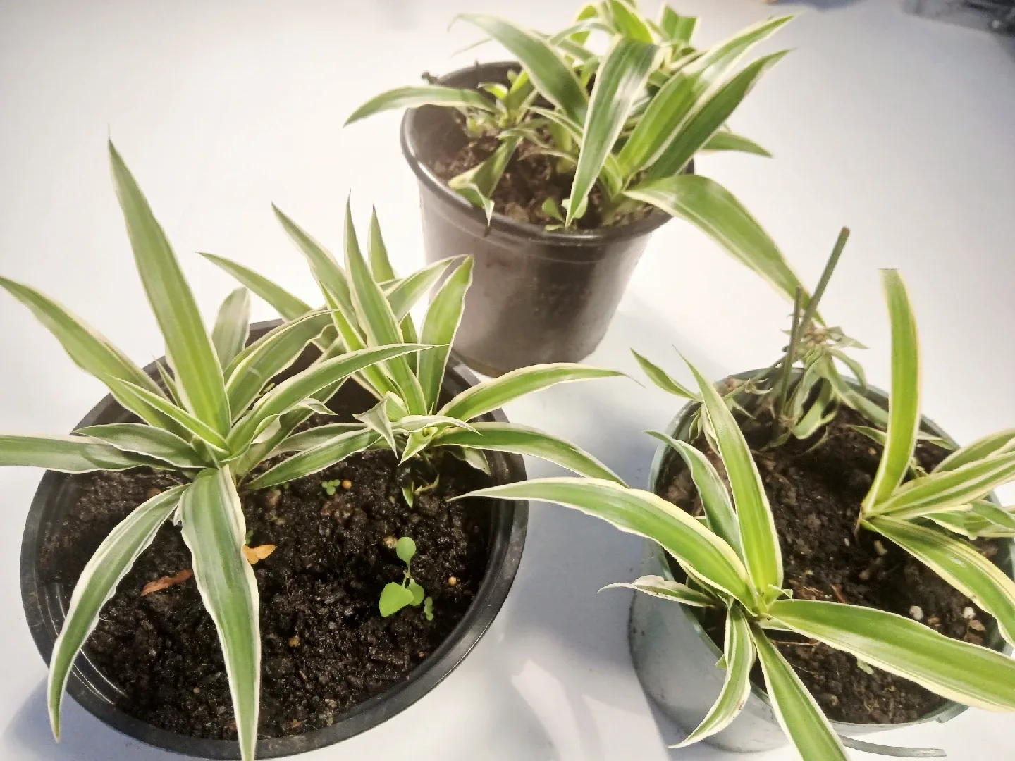 FREE Spider Plant Babies image indicator(2)