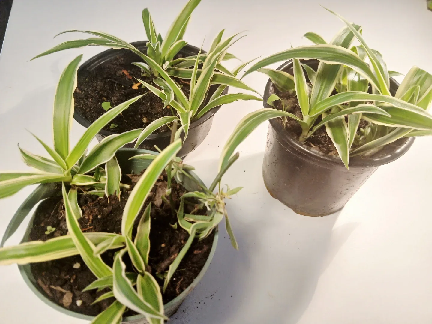 FREE Spider Plant Babies image indicator(3)