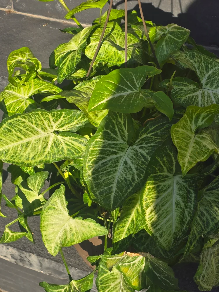 syngonium batik 10"hanging baskets image indicator(2)