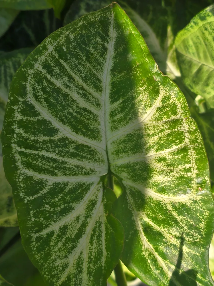 syngonium batik 10"hanging baskets image indicator(3)