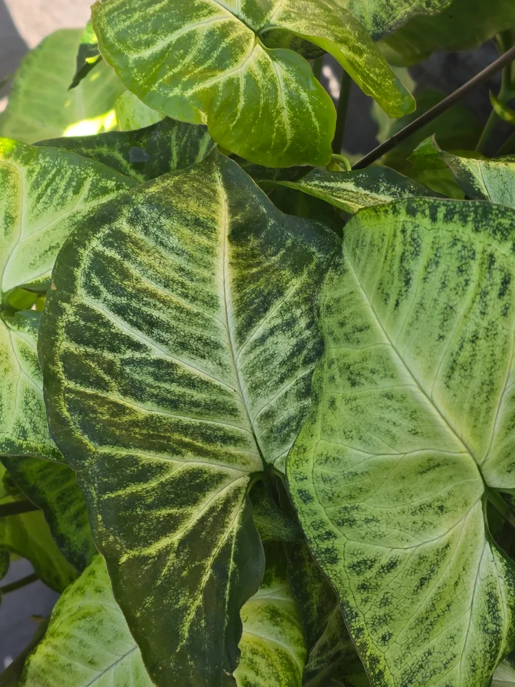 syngonium batik 10"hanging baskets image indicator(4)