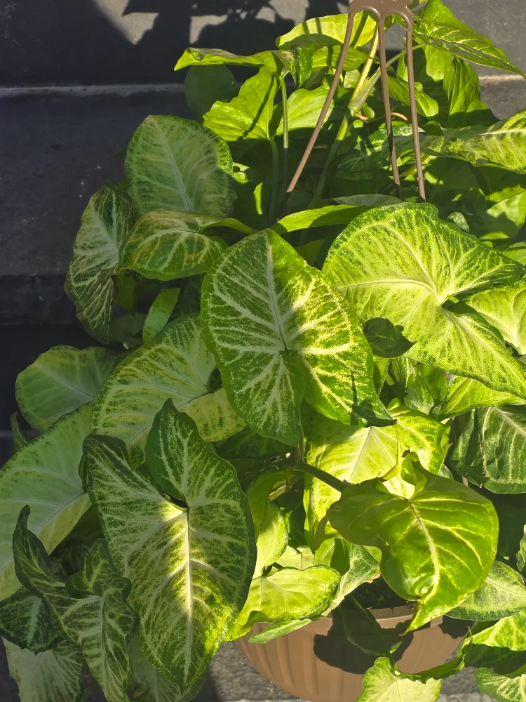 syngonium batik 10"hanging baskets image indicator(6)