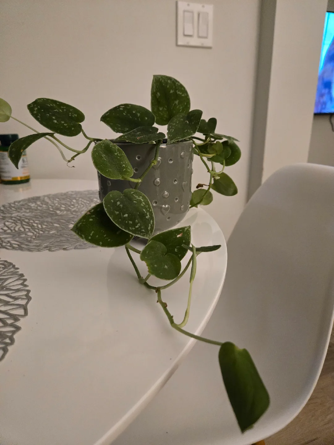 Potted Silver Pothos Plant