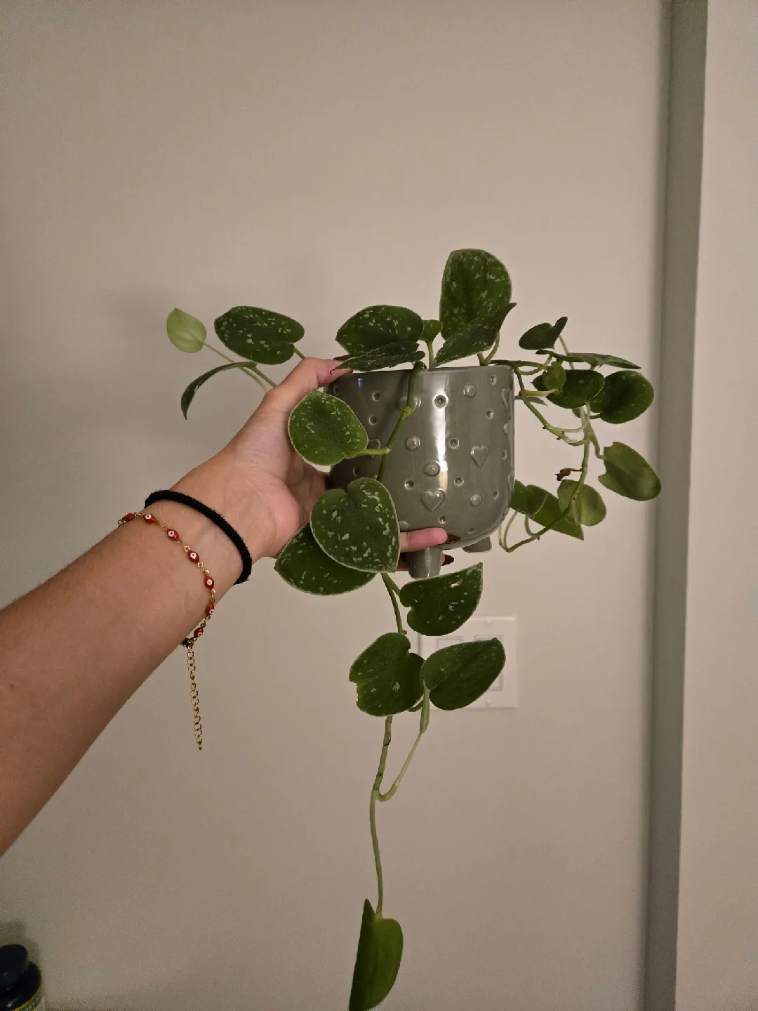 Potted Silver Pothos Plant image indicator(2)