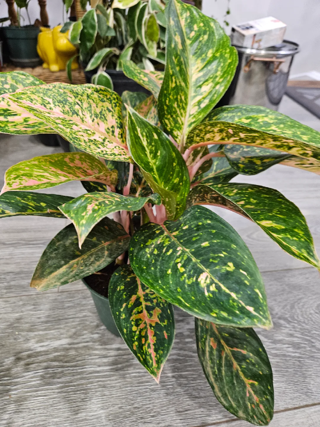 Aglaonema Plant🥕 image indicator(2)
