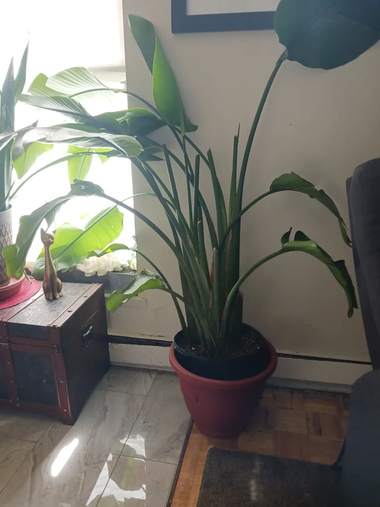 Bird of Paradise Plant thumbnail
