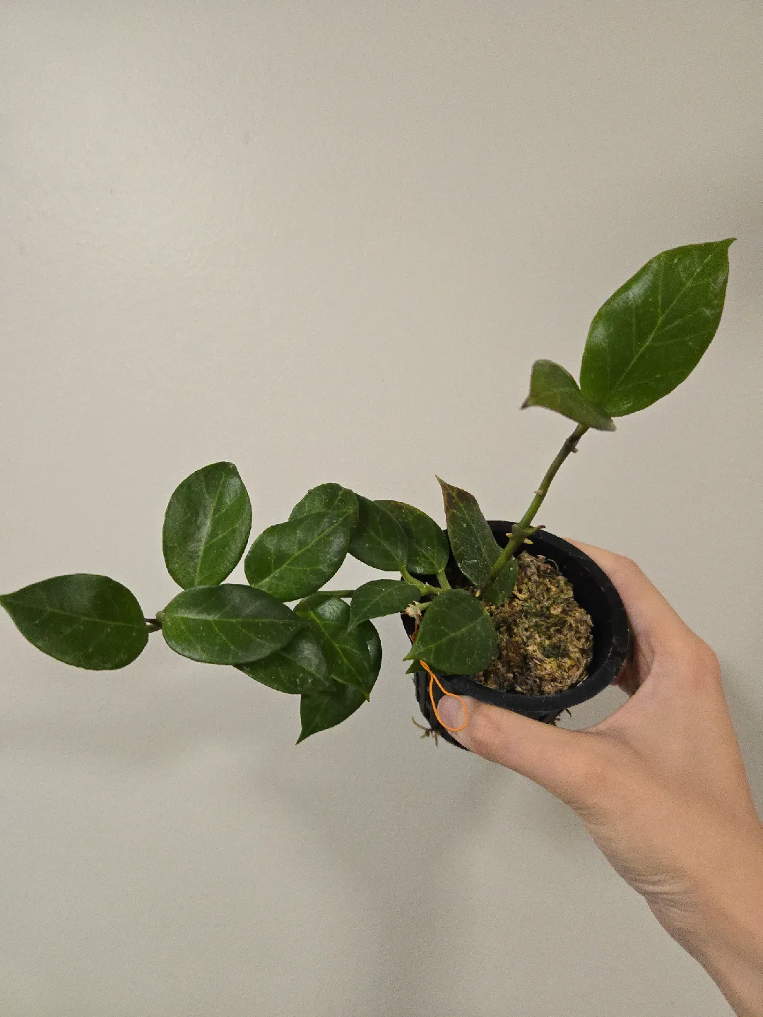 Hoya Sunrise in 3"net pot