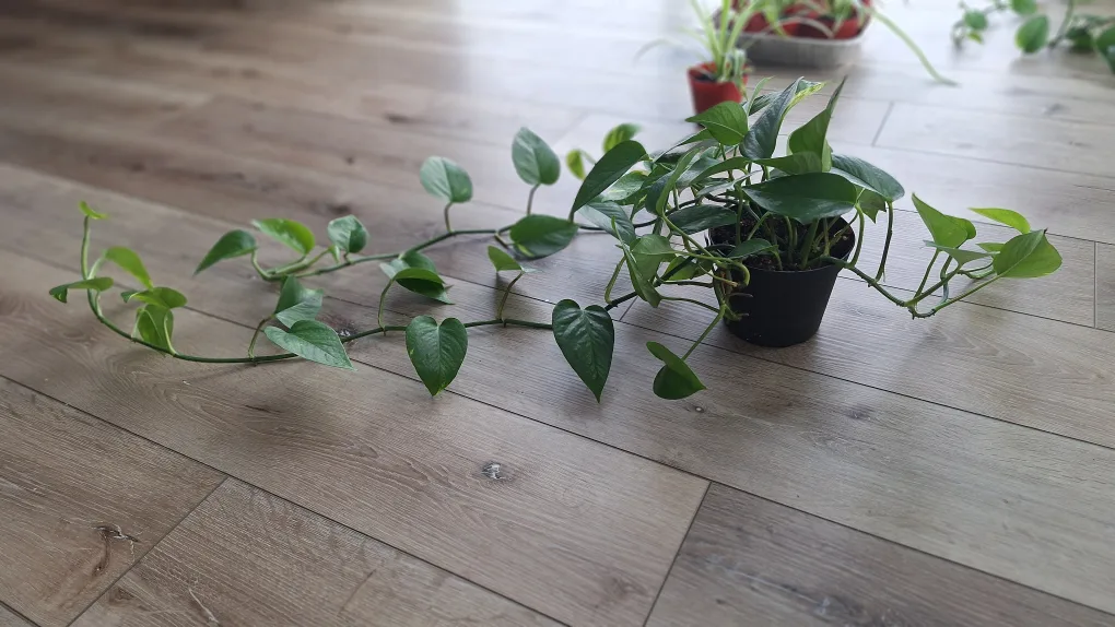 Pothos Plant image indicator(2)