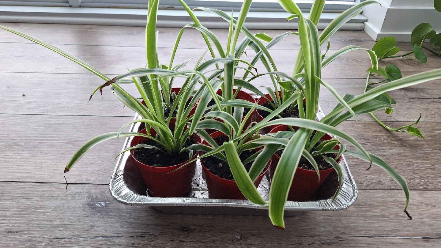 Happy Spider plants image indicator(2)