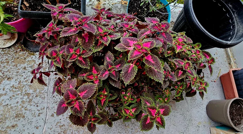 Big & Beautiful Coleus Plant – Vibrant Pink & Green Foliage! image indicator(3)
