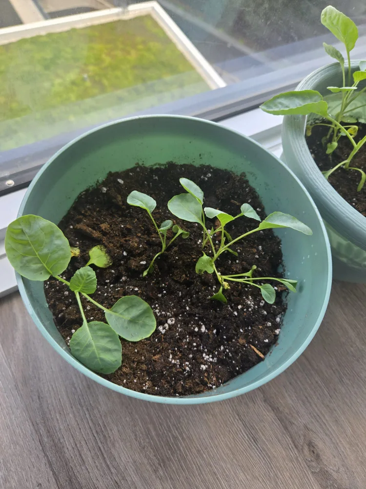 Cauliflower Sprouts image indicator(2)