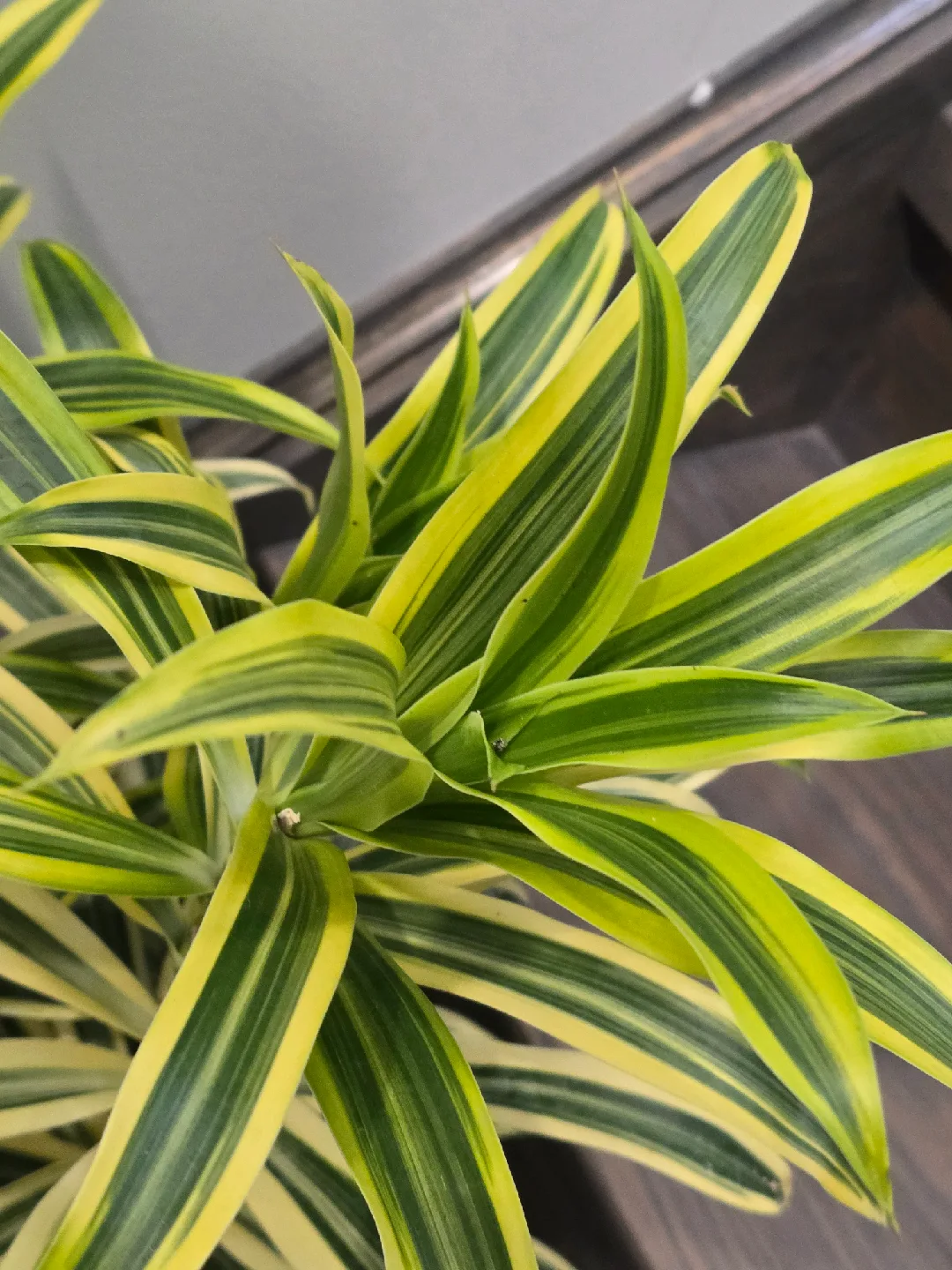 Dracaena  song of India image indicator(2)