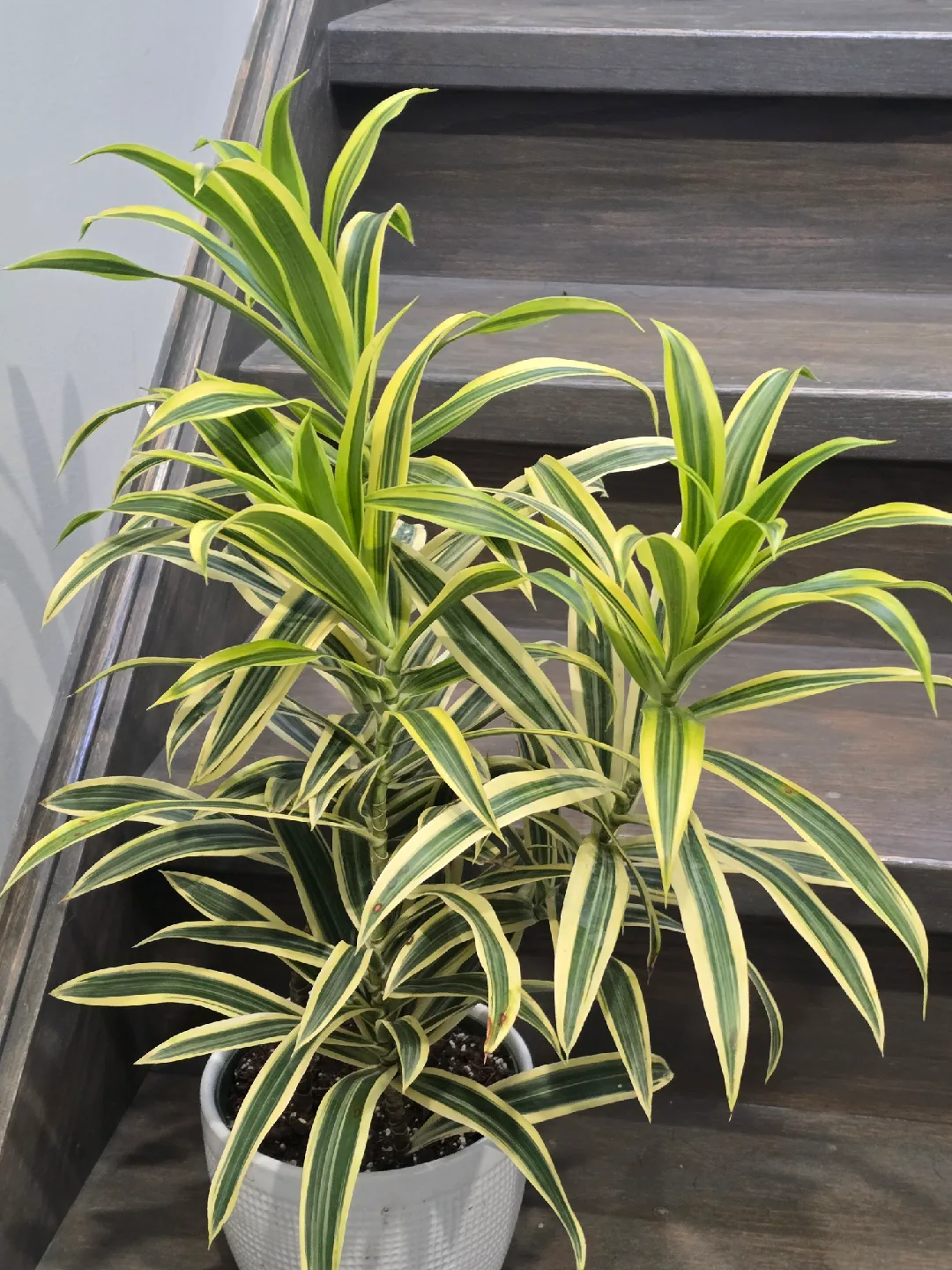 Dracaena  song of India image indicator(4)