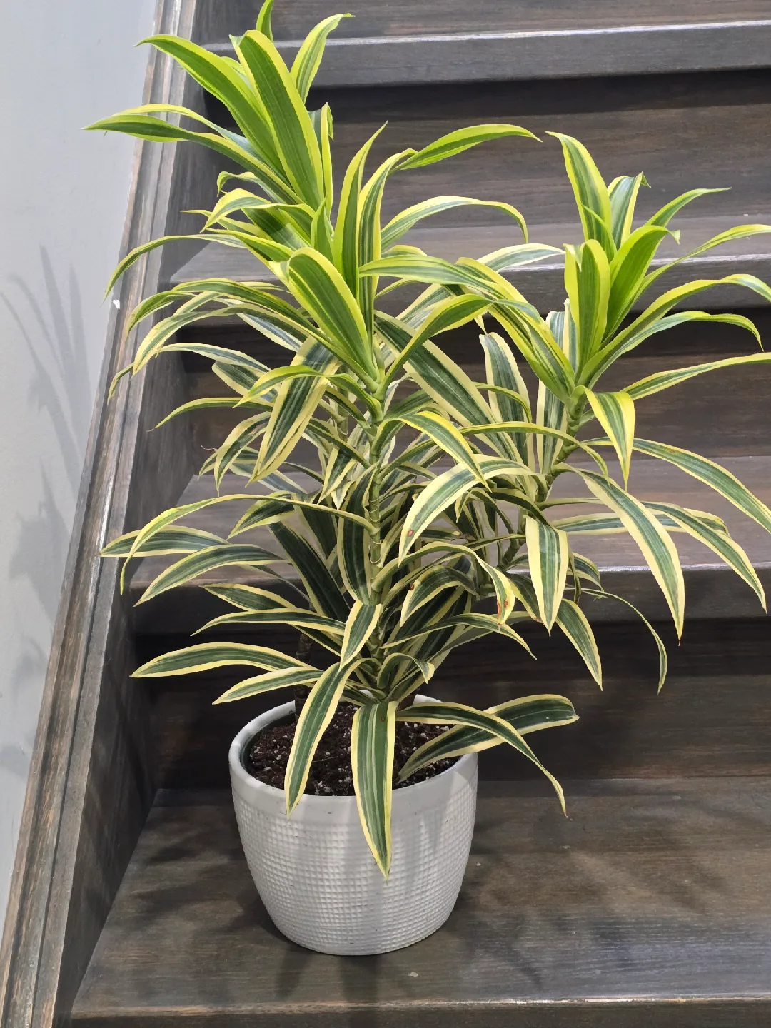 Dracaena  song of India image indicator(5)