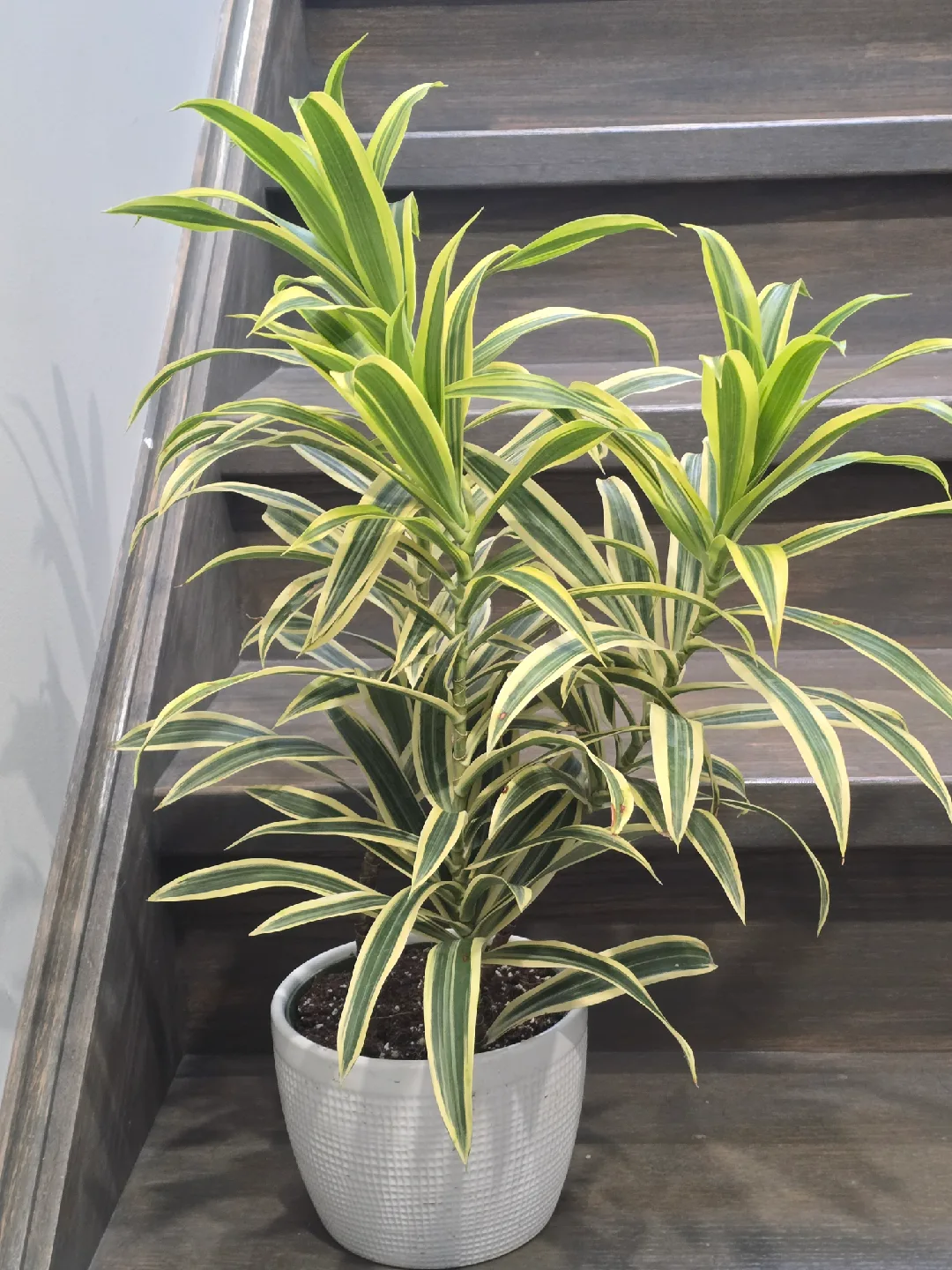 Dracaena  song of India image indicator(6)