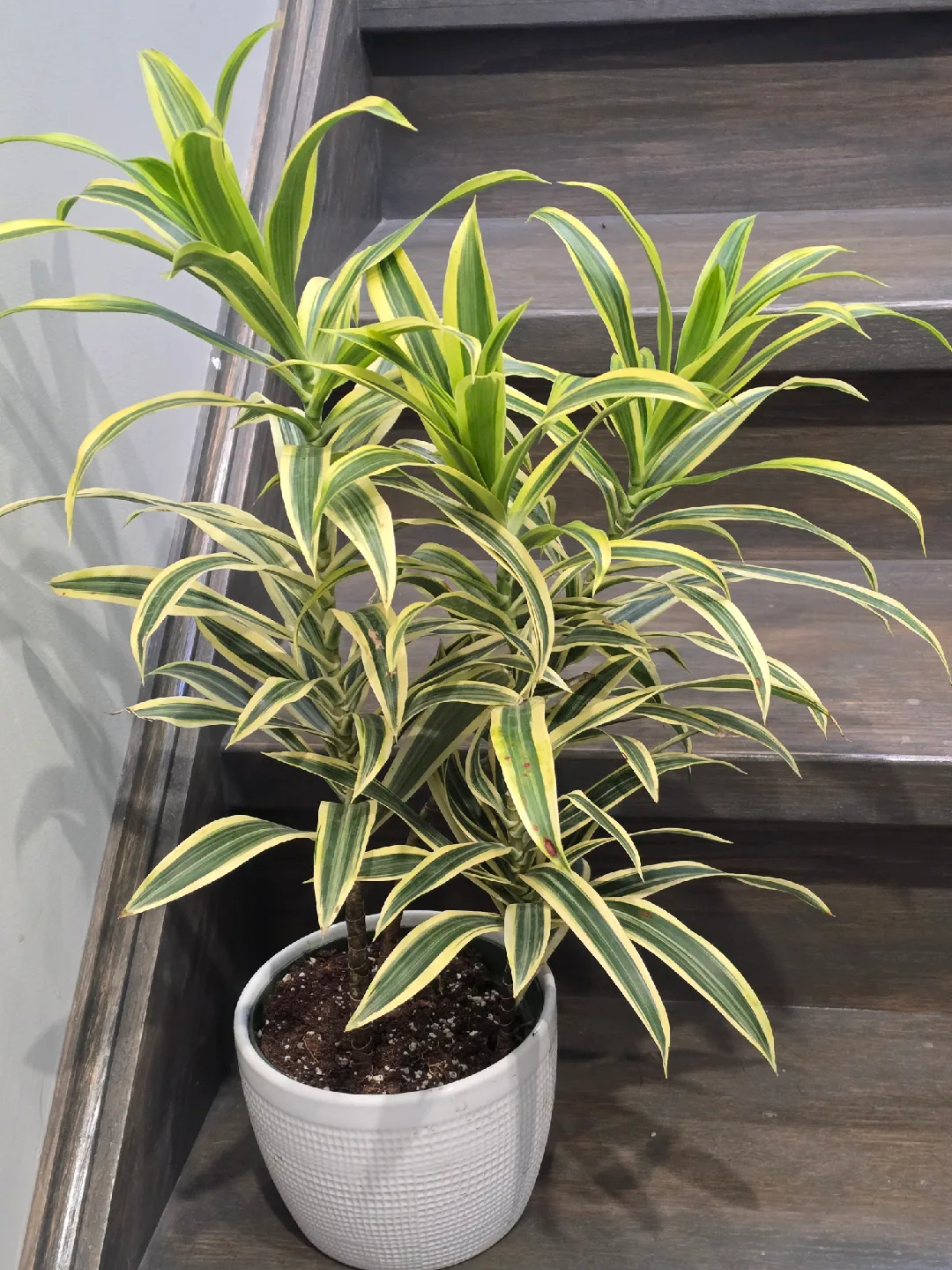 Dracaena  song of India image indicator(7)