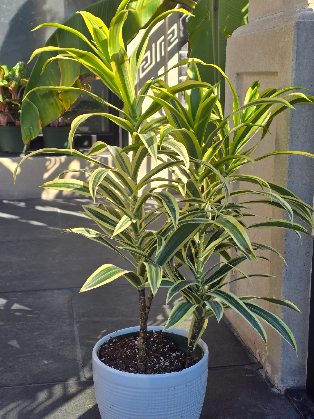 Dracaena  song of India image indicator(8)