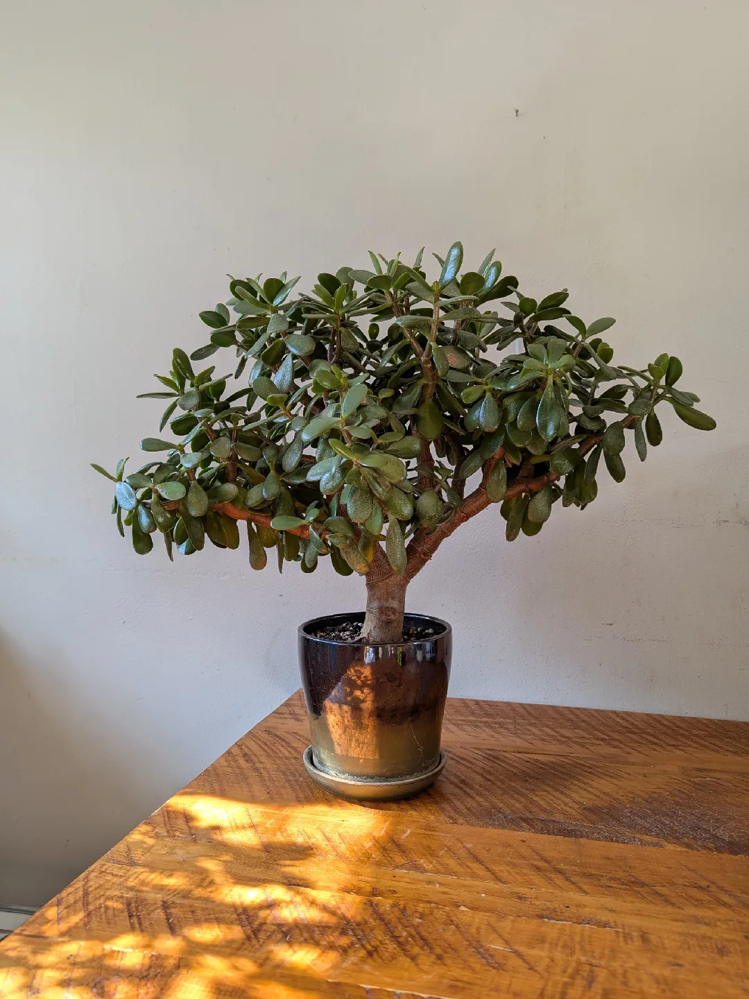 Jade Bonsai Plant - 21" Tall