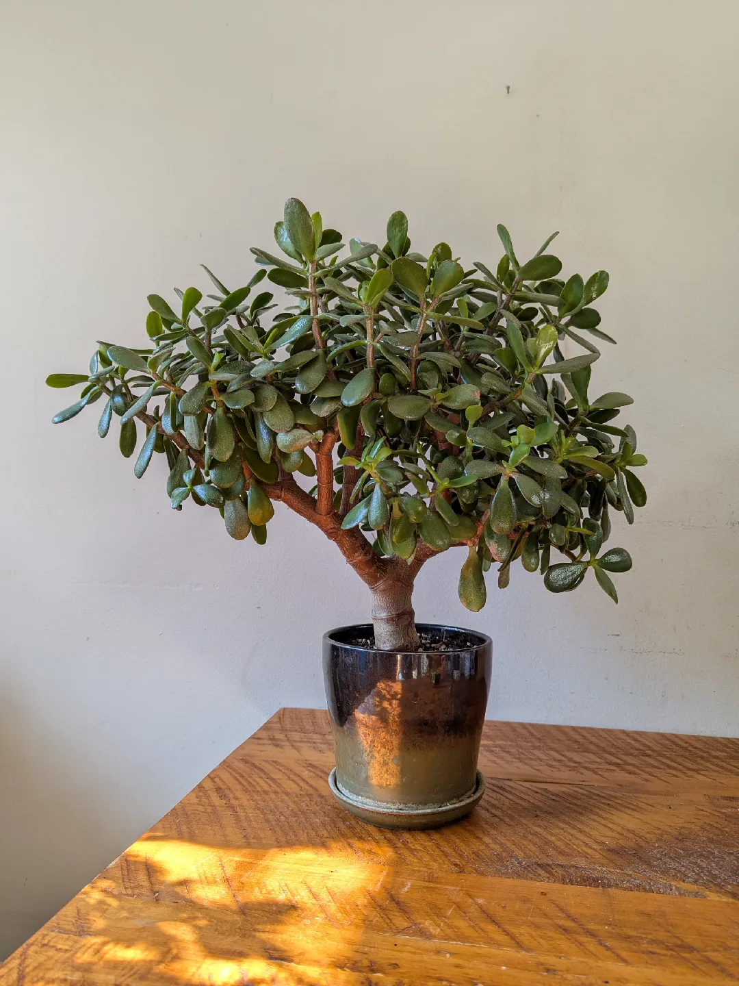 Jade Bonsai Plant - 21" Tall image indicator(2)