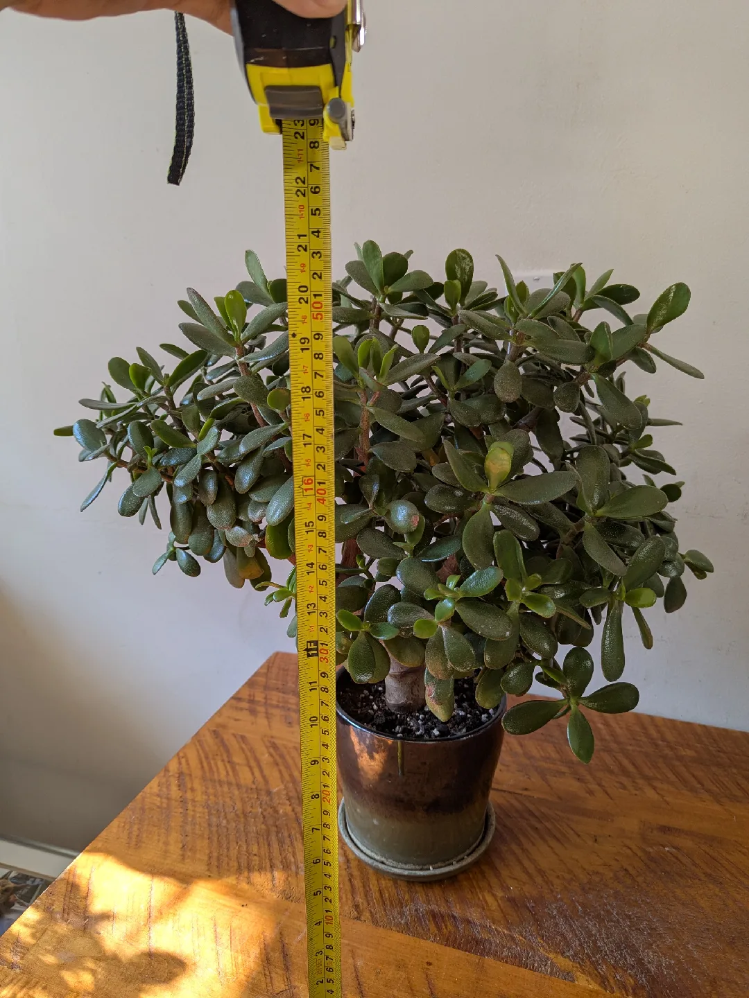 Jade Bonsai Plant - 21" Tall image indicator(3)