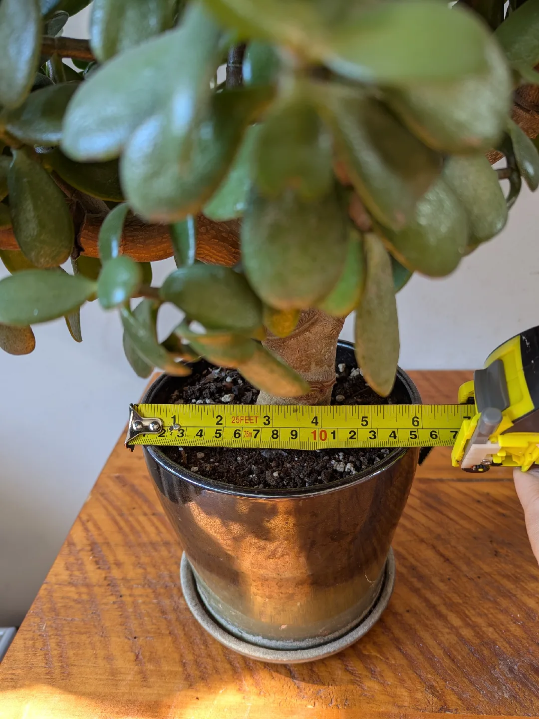 Jade Bonsai Plant - 21" Tall image indicator(4)