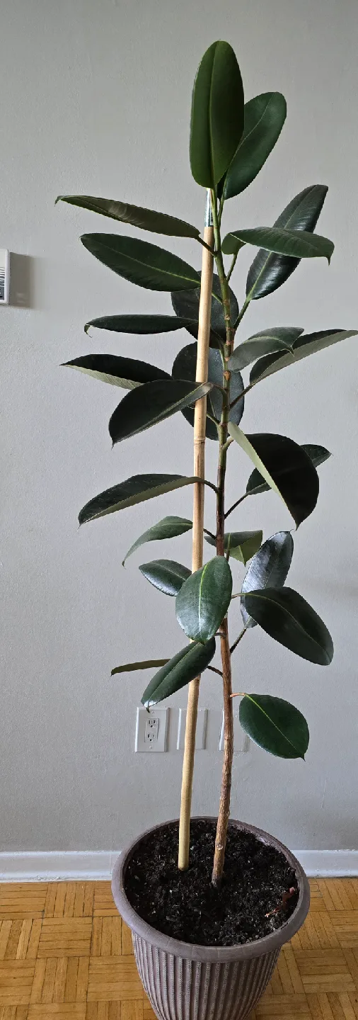 The Ficus Elastica, standing at 2-meter-tall, burgundy foliage. image indicator(2)