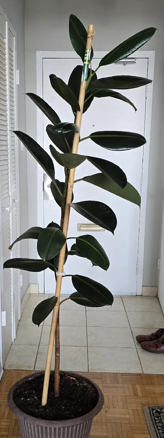The Ficus Elastica, standing at 2-meter-tall, burgundy foliage. image indicator(3)