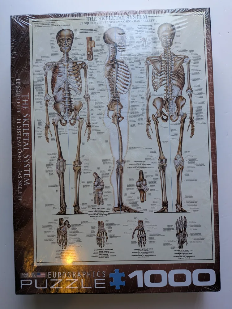 NEW Eurographics The Skeletal System 1000 Piece Puzzle thumbnail