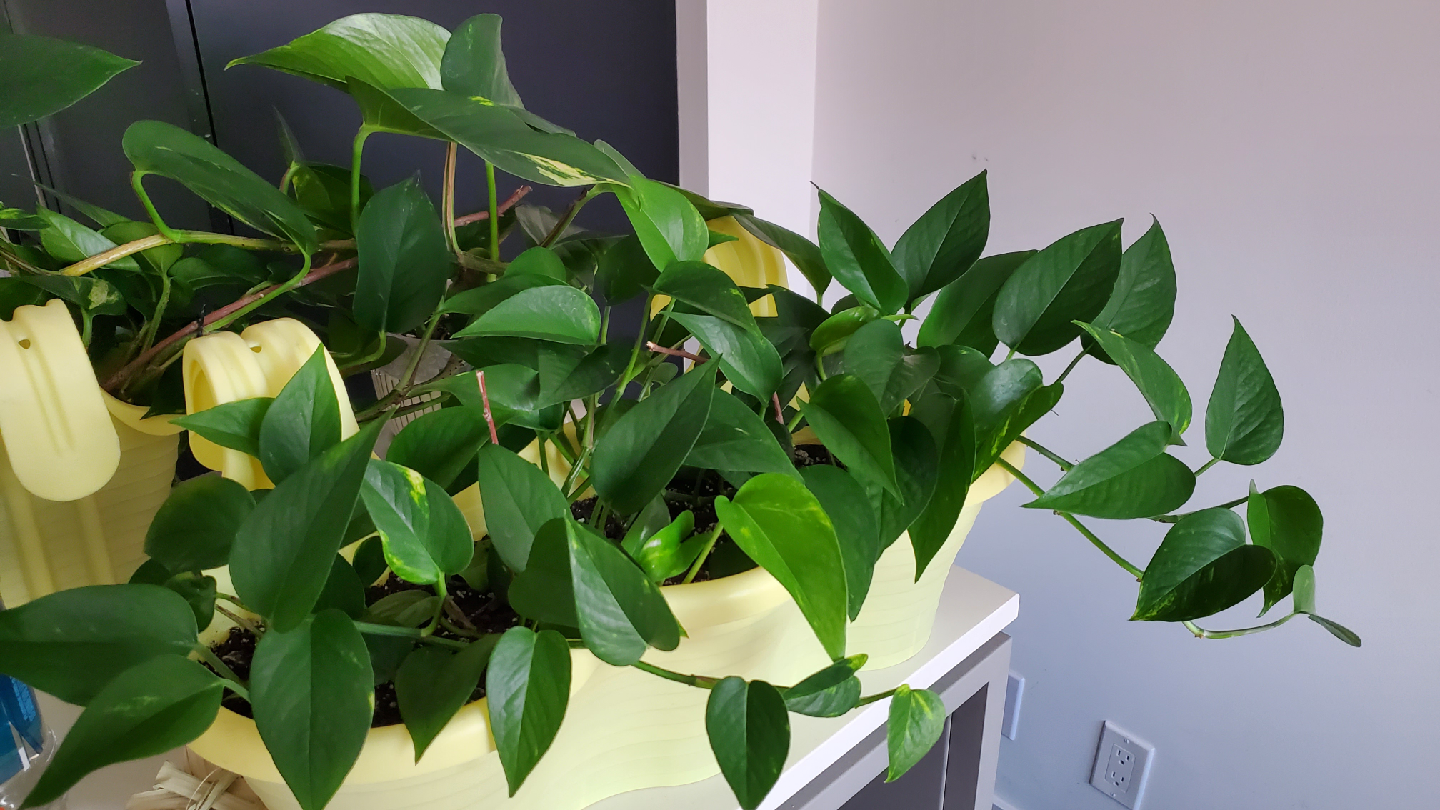 INDOOR PLANTS!! - Potted Golden Pothos Plant - photo 3