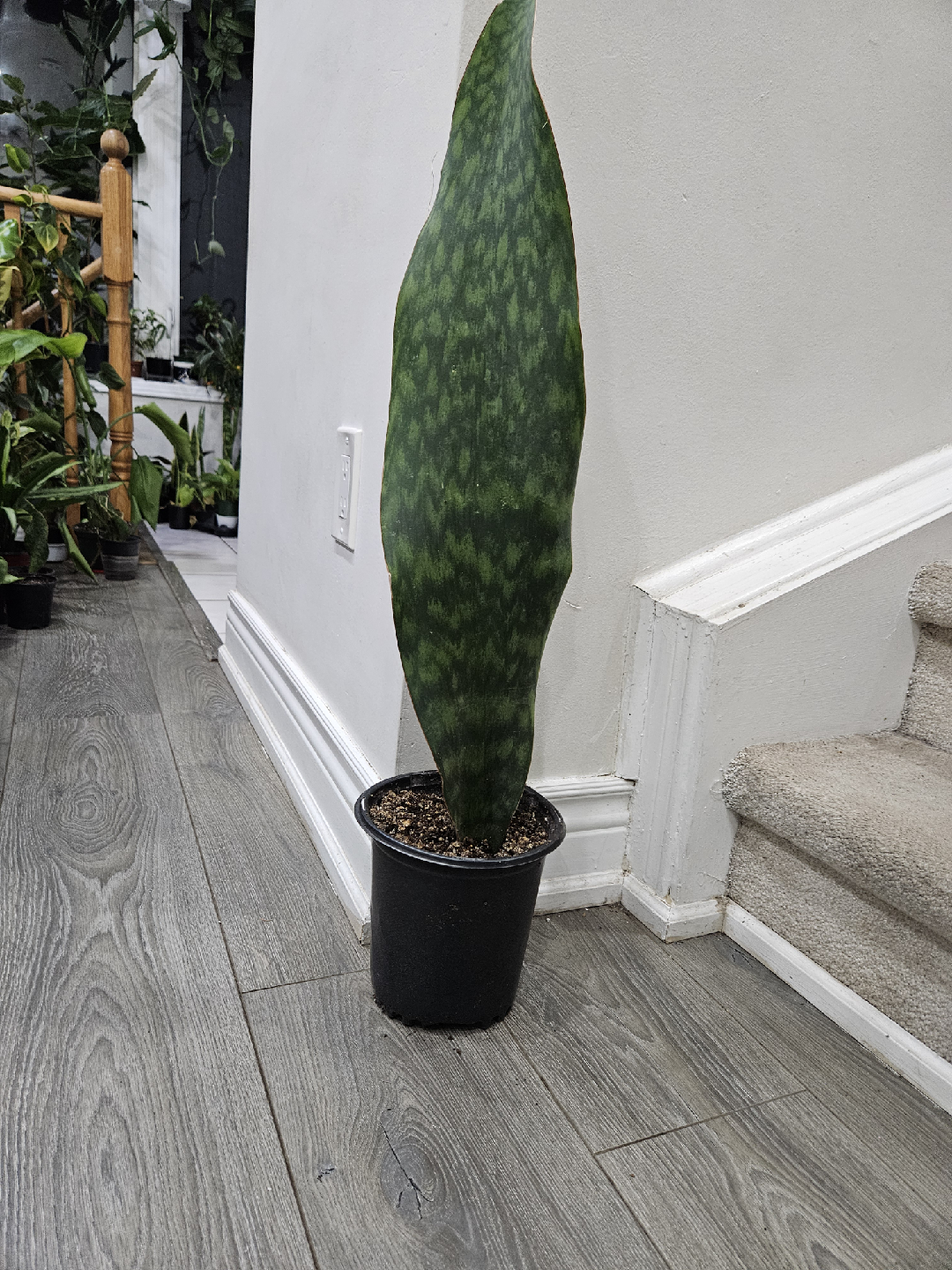 whale fin  Snake Plant in Pot - photo 3