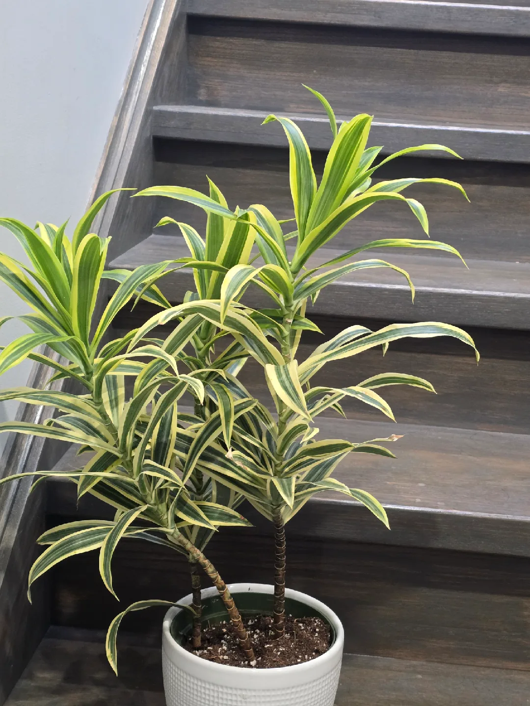 Dracaena  song of India image indicator(3)