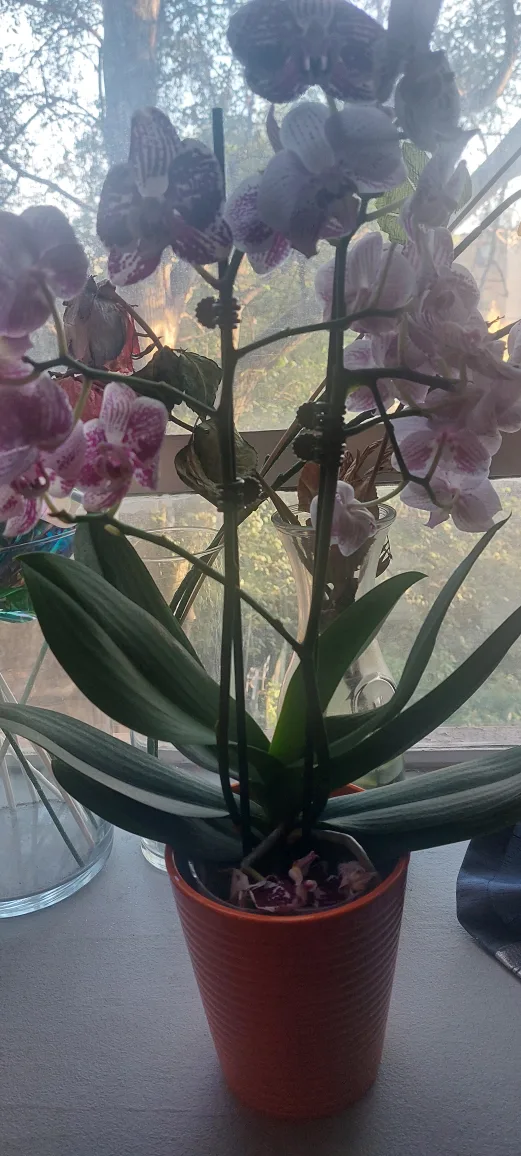 🧡 Potted Orchid thumbnail