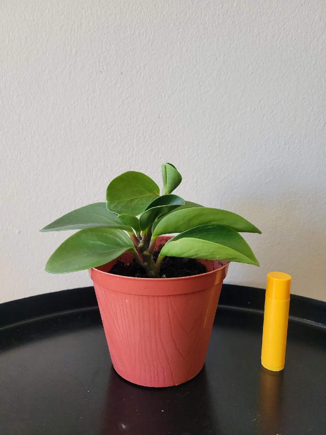 Peperomia plant thumbnail