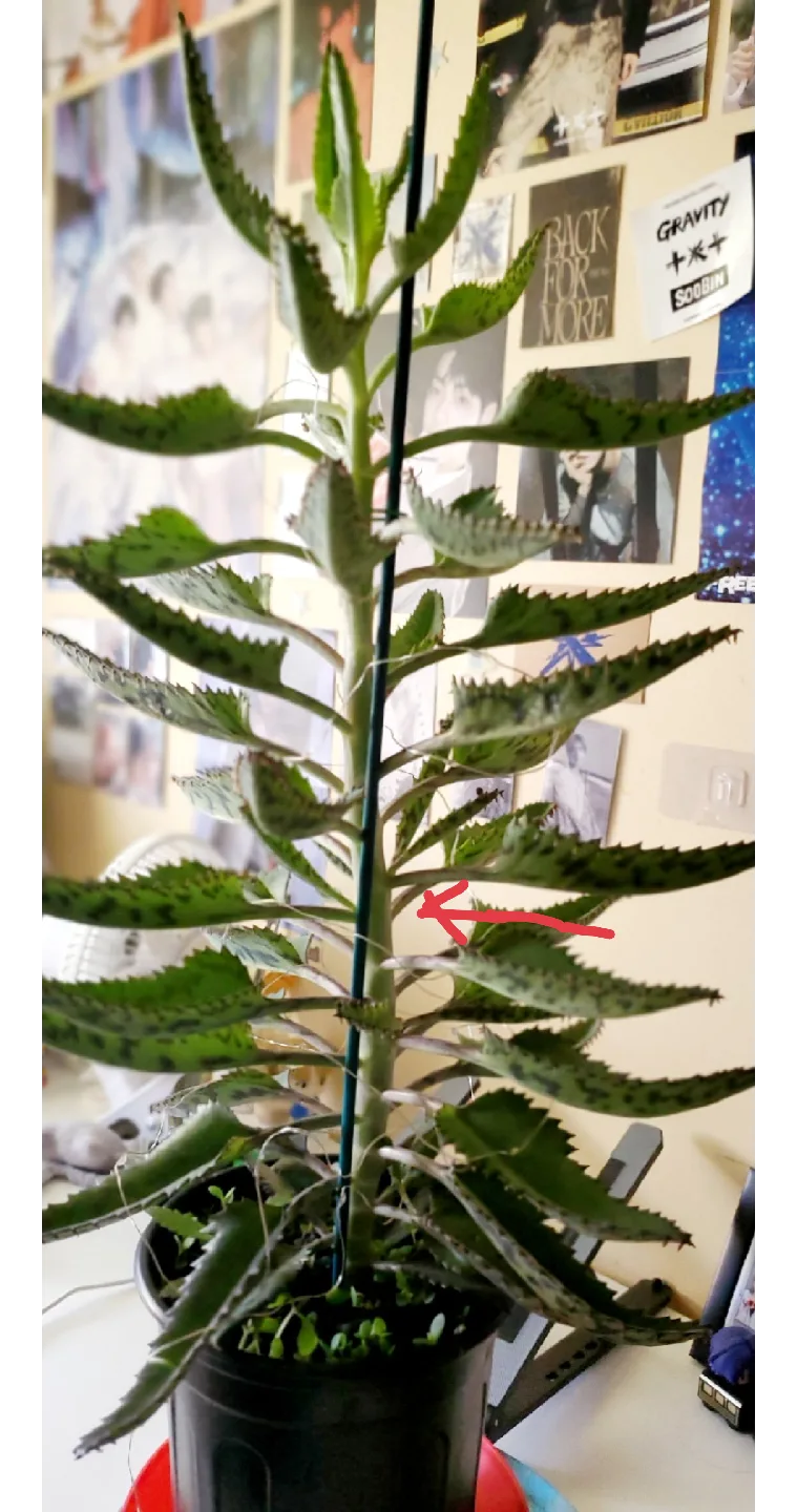 Mother of Thousands Plant with Lights image indicator(5)