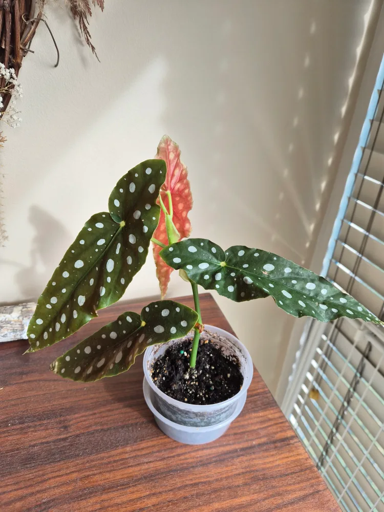 Polka Dot Begonia Plant image indicator(2)