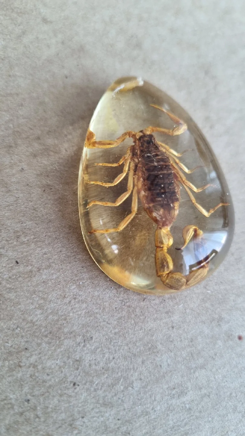 Scorpion in Resin Pendant image indicator(2)